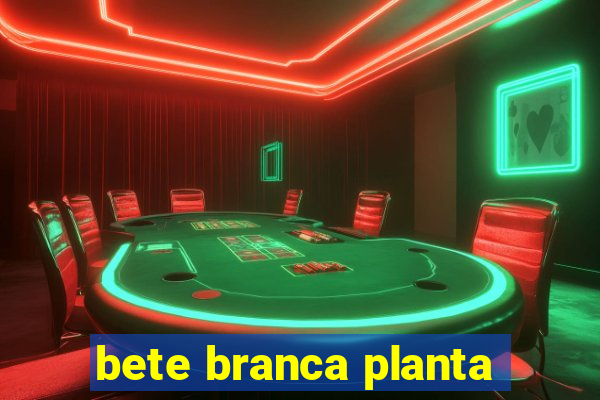 bete branca planta