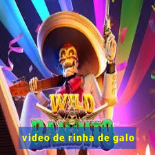 video de rinha de galo