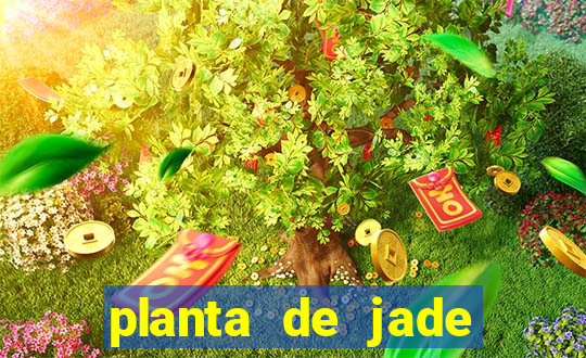 planta de jade significado espiritual